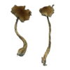 Alacabenzi Magic Mushrooms - Image 2
